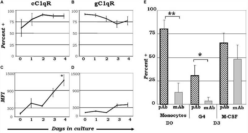 Varied expression of C1q receptors and specific binding orientation of surface bound C1q on monocyte-DC precursors may regulate DC differentiation events
