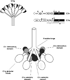 Fig. 1 Structure of C1 complex. (Arlaud et al.,2002)