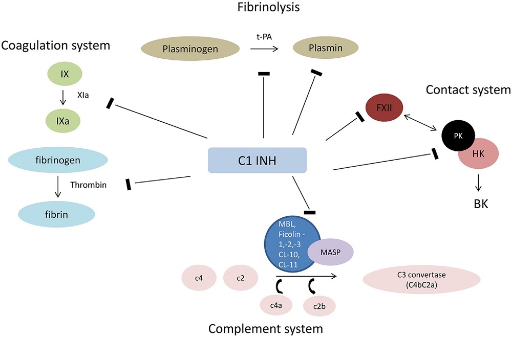 Interaction of C1INH with plasmatic cascades.