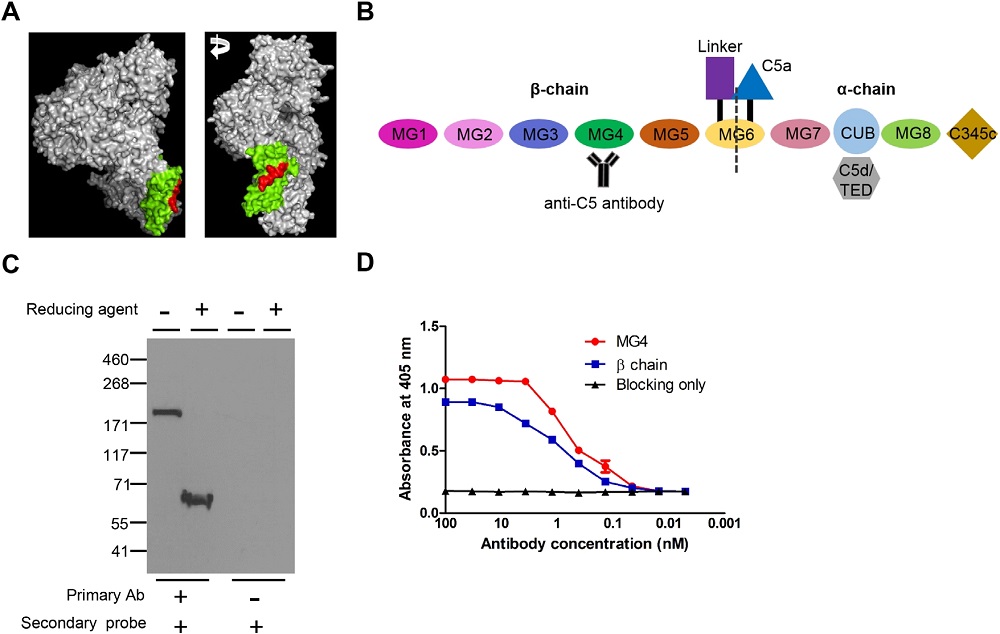 Development of anti-C5 antibody targeting MG4 domain.