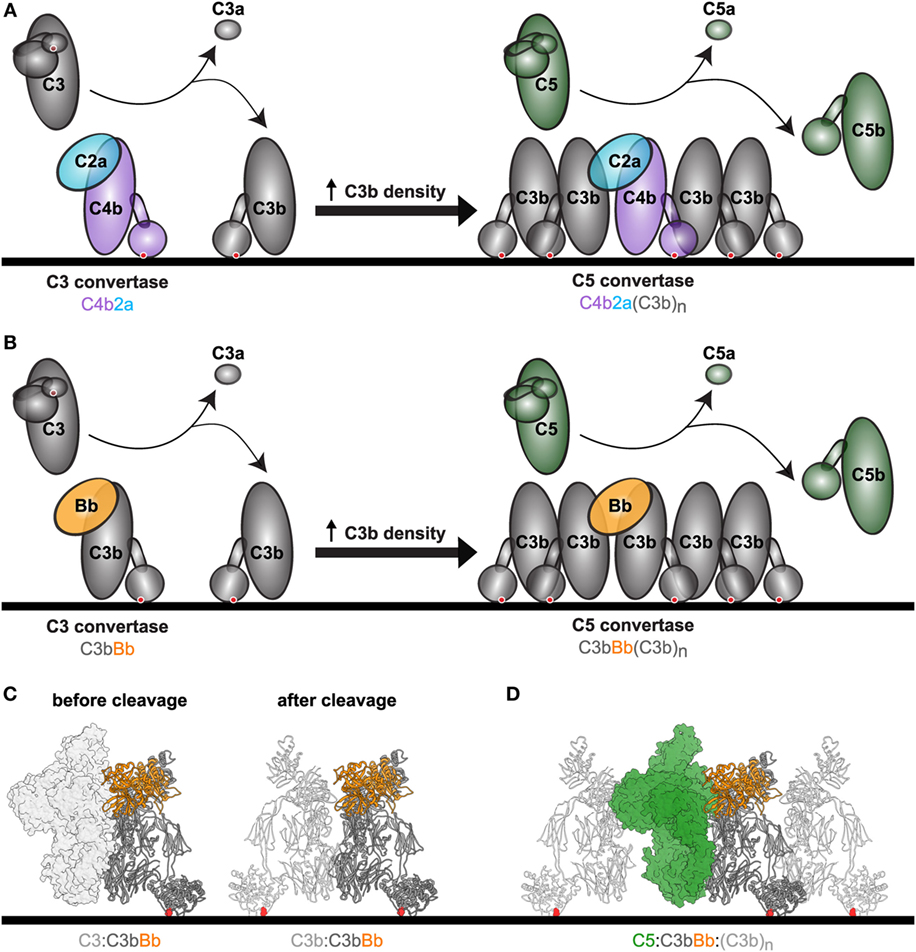 Complement convertases mediate C3 and C5 conversion.
