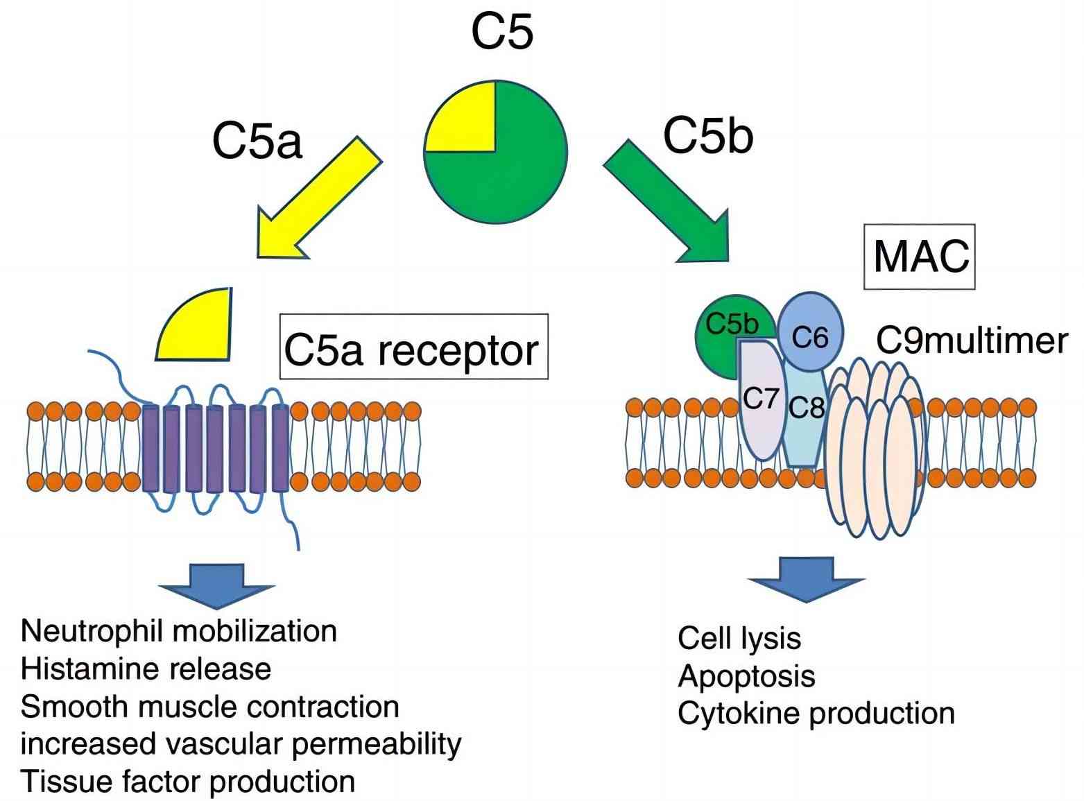 C5a binds to C5a receptor and mediates various biological activities.