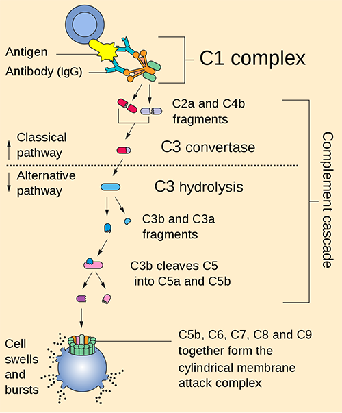 Illustration of the classical and alternative pathway. （https://commons.wikimedia.org/wiki/File:Complement_pathway.svg)
