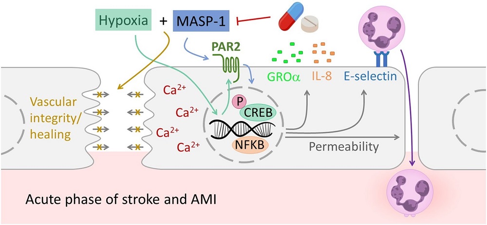 The proposed mechanism of the interaction of hypoxia and MASP-1 on endothelial cells.