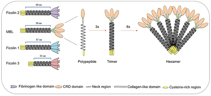 Structural subunits of mannan-binding lectin (MBL) and ficolins.