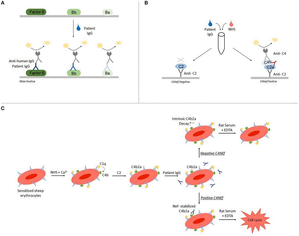 Complement factor B autoantibody detection is performed using ELISA-based and hemolytic-based assays.