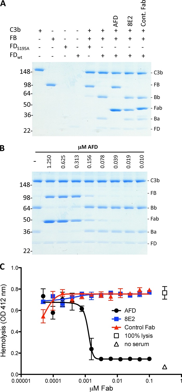AFD blocks activation of C3bB proconvertase.