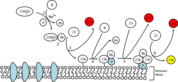 Fig. 1 The illustration of activation mechanisms of the alternative pathway. （By Rantes, oringinally at pl.wikipedia, https://commons.wikimedia.org/wiki/File:Droga_klasyczna.png)