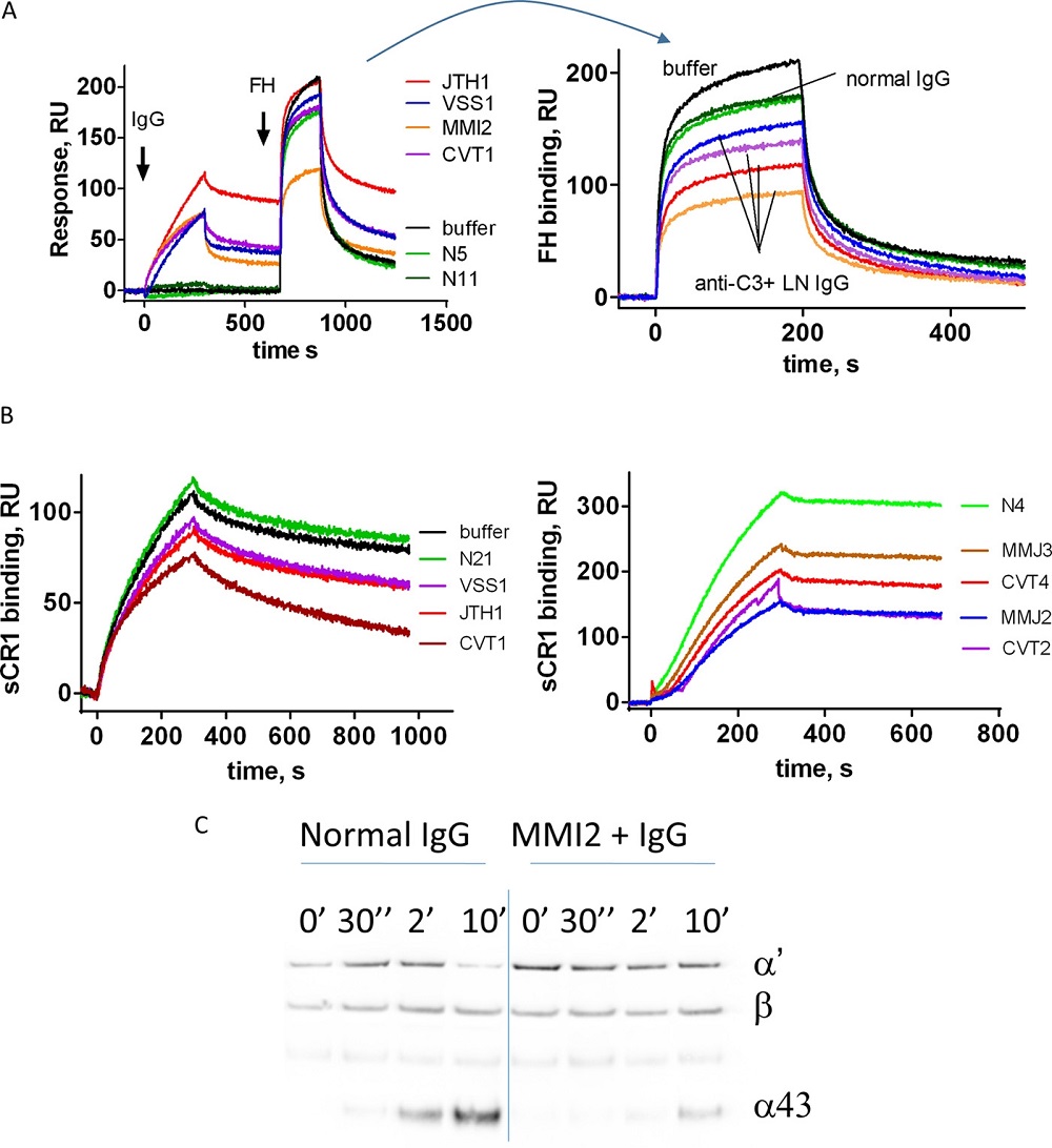 Functional consequences of the anti-C3 antibodies.