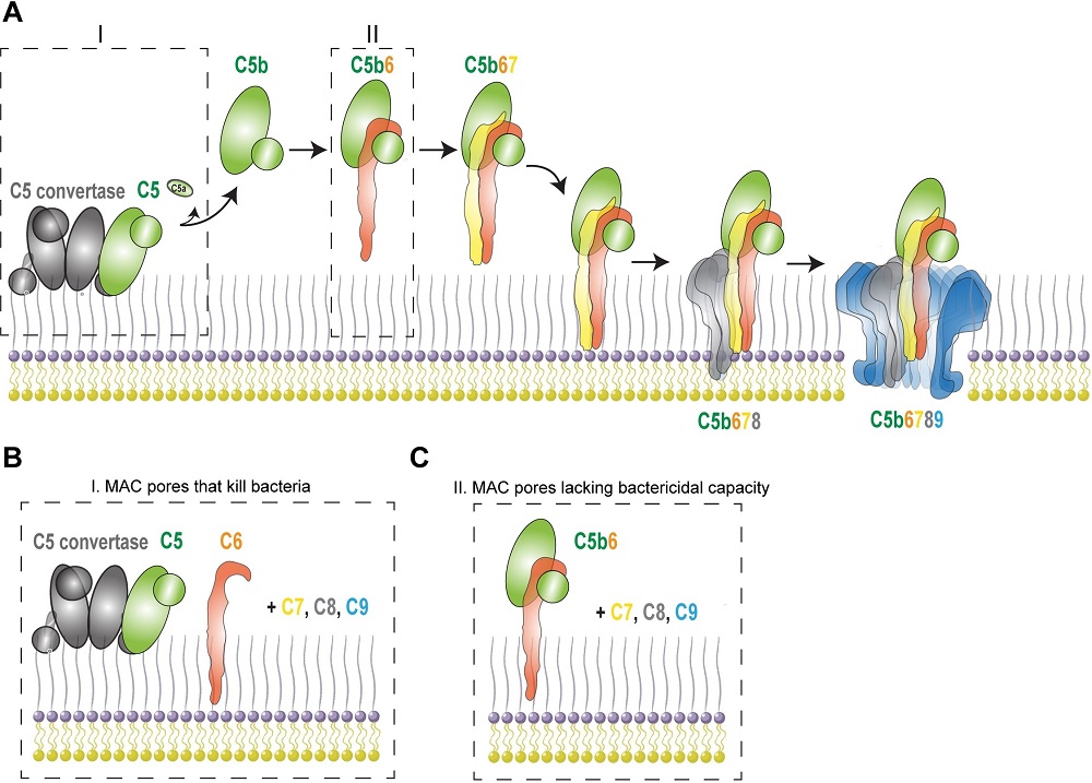 Step-wise assembly of the membrane attack complex.