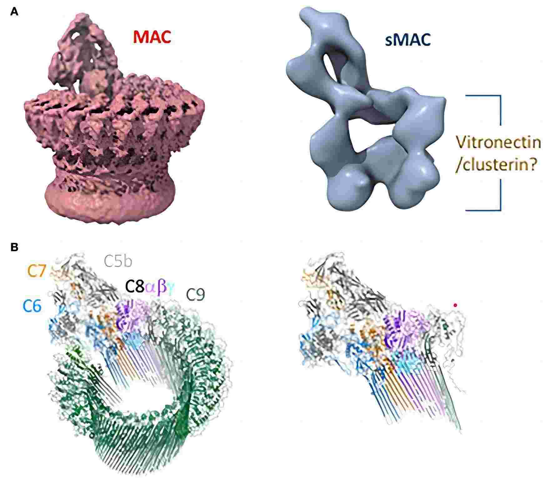 Membrane attack complex assemble process.
