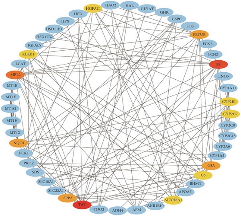 Bioinformatics-driven identification of C8A as a pivotal gene in hepatocellular carcinoma, with DEG interaction analyzed through STRING and visual representation using Cytoscape software.