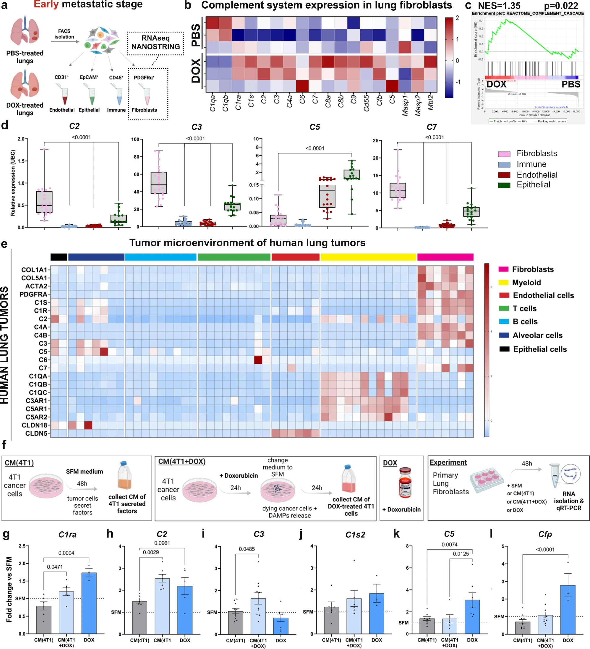 Lung fibroblasts upregulate the expression of complement system factors following doxorubicin treatment.