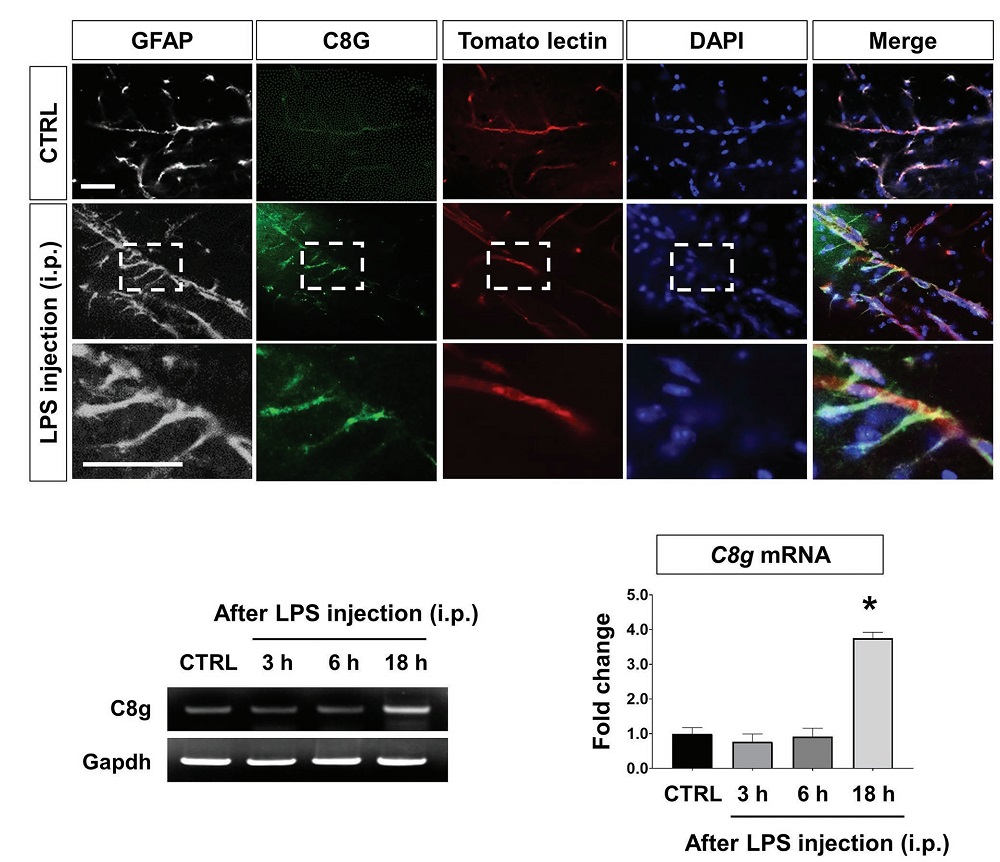 Component 8 gamma (C8G) expression in perivascular astrocytes in the lipopolysaccharide (LPS)-induced inflamed brain.