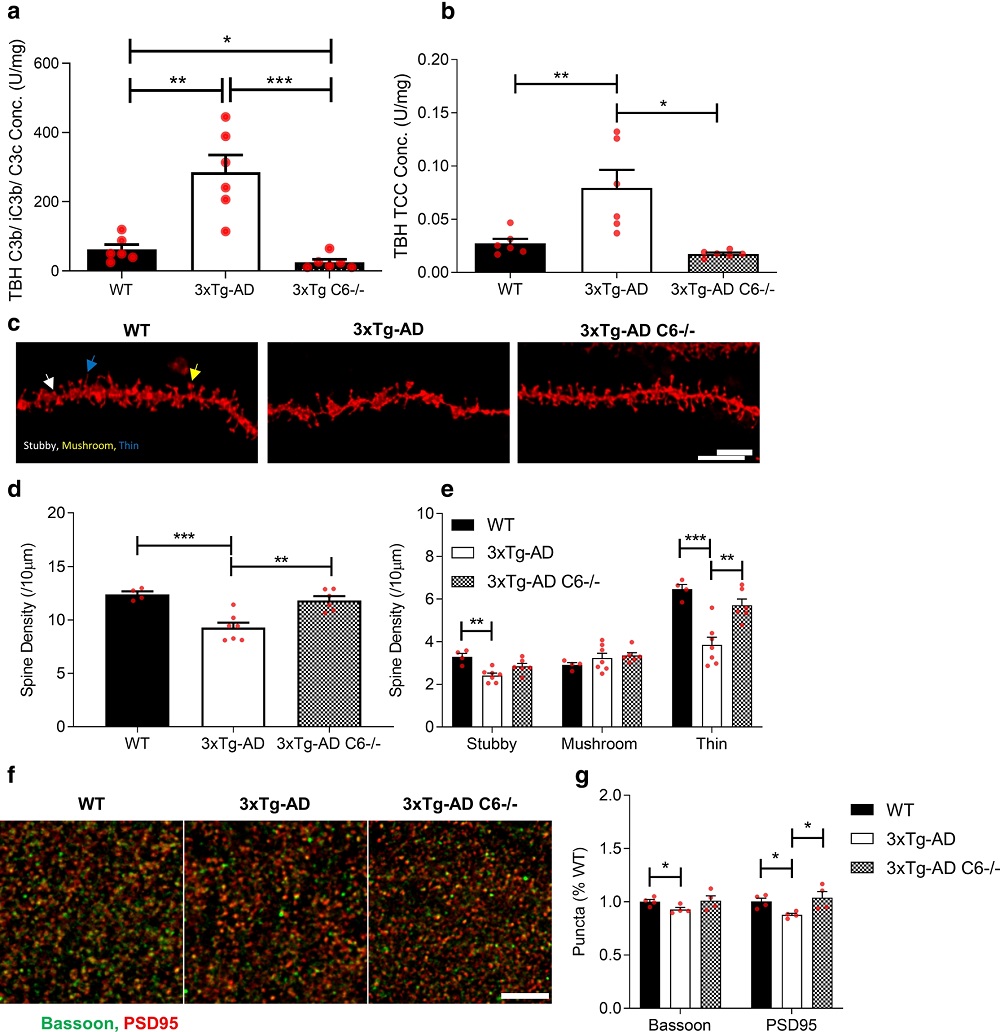 Terminal complement activation is ablated and hippocampal spine loss reduced in C6 deficient 3xTg-AD mice. 