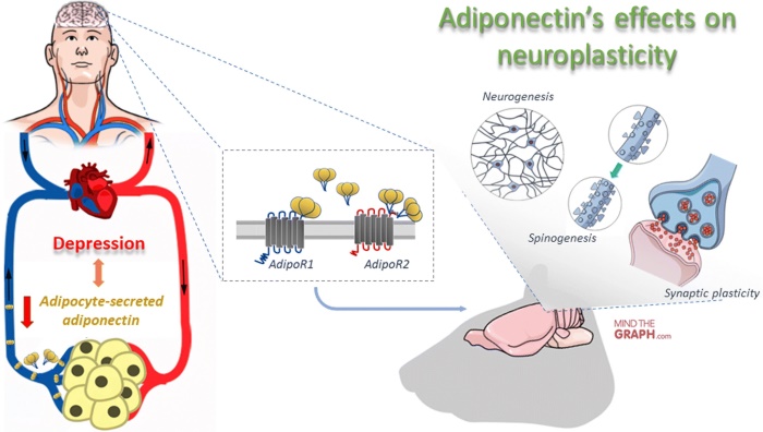 Fig. 3 The beneficial effects of adiponectin in depression.