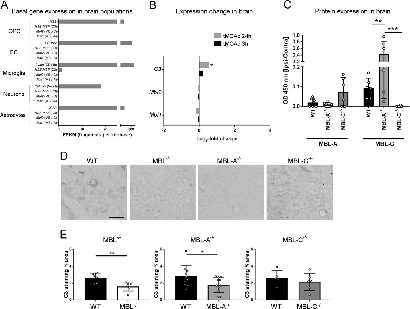 Gene and protein expression levels of MBL isoforms and complement system activation in the brain after ischemia/reperfusion in WT, MBL−/−, MBL-A−/−, and MBL-C−/− mice.