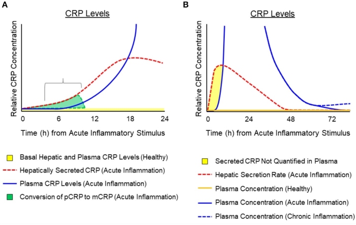 Schematic representation for the relative amounts of pCRP released from hepatocytes in response to cytokine signals and its appearance in the blood.
