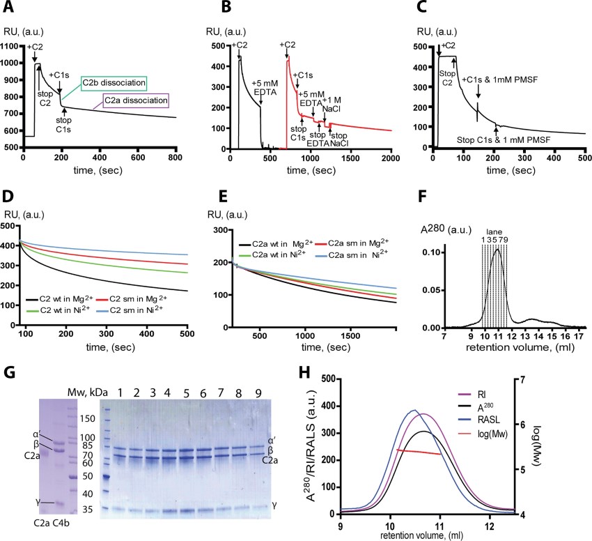 Stabilization and preparation of C4b2a.