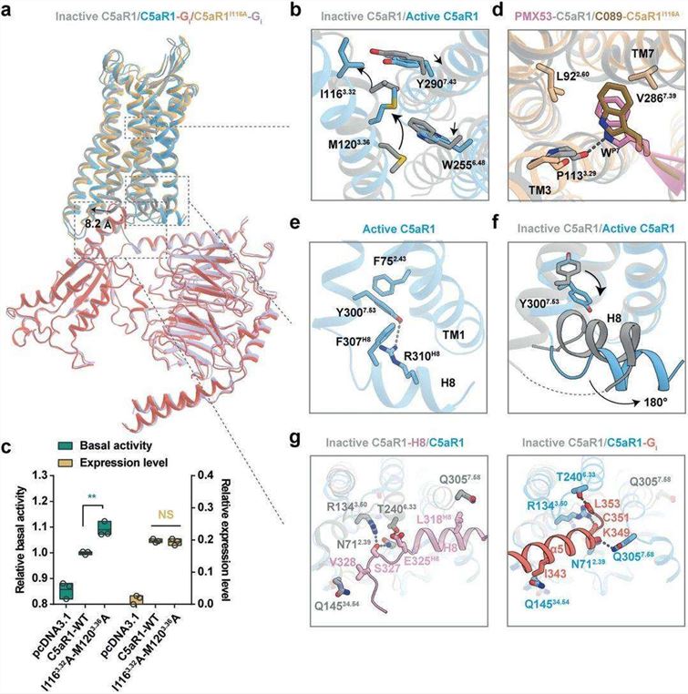 The activation mechanism of C5aR1.