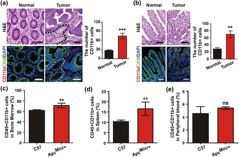 CD11b is expressed on bone marrow-derived immune cells.