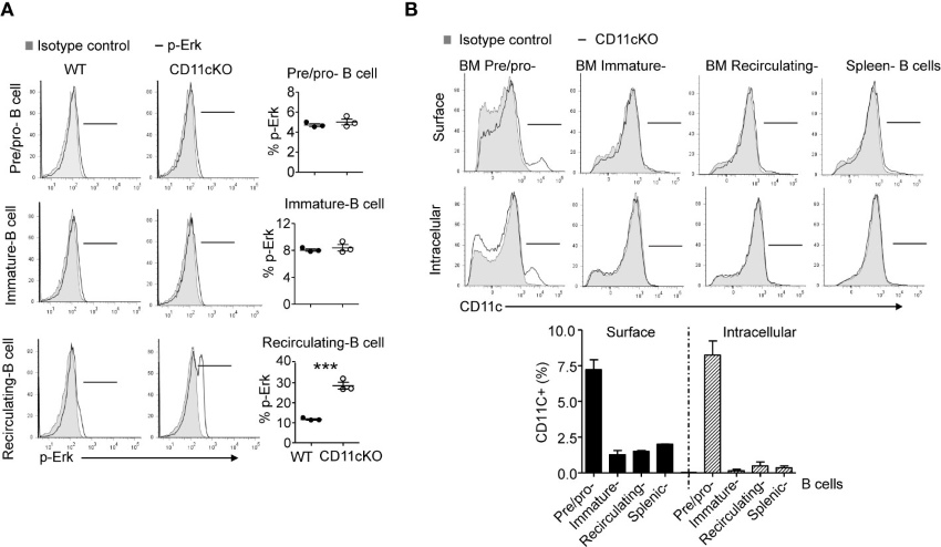 Phopho-Erk1 expression 9and CD11c expression in B cells.