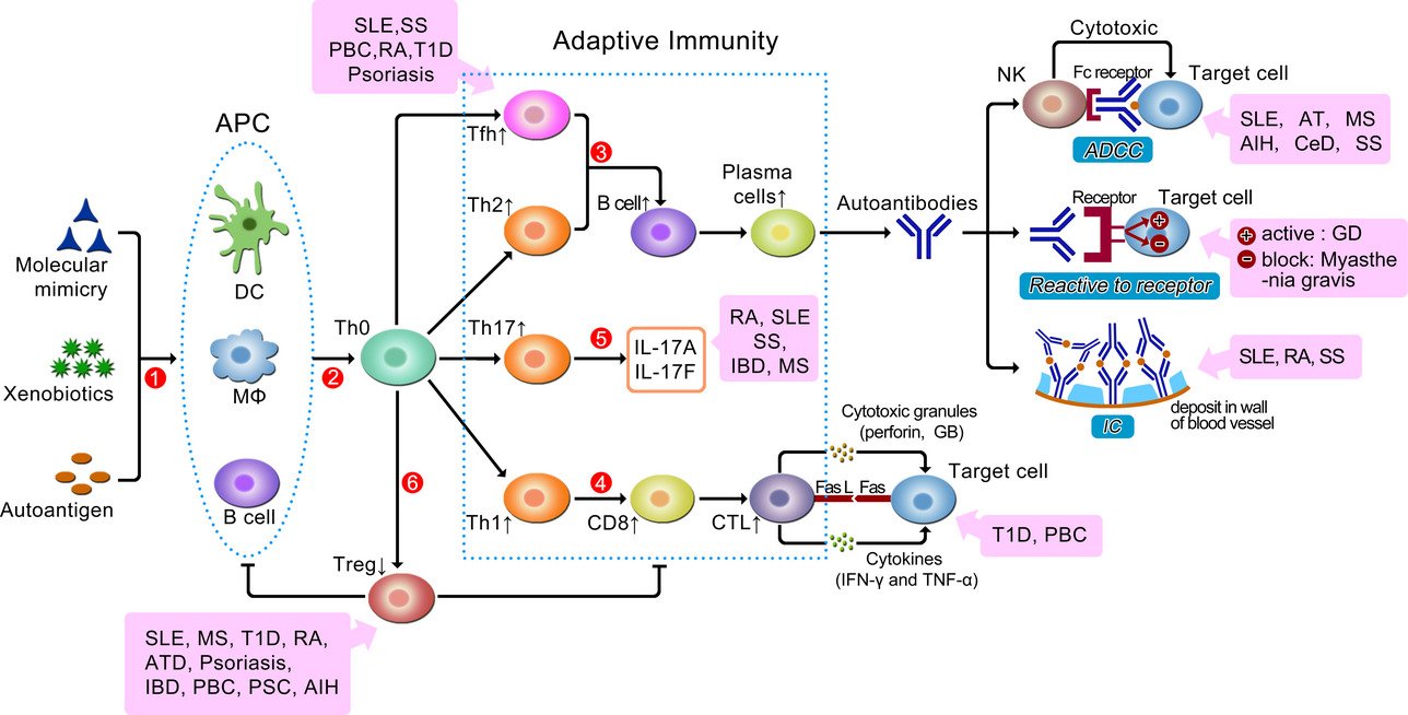 Autoimmunity is a result of a multi-orchestrated immune response.