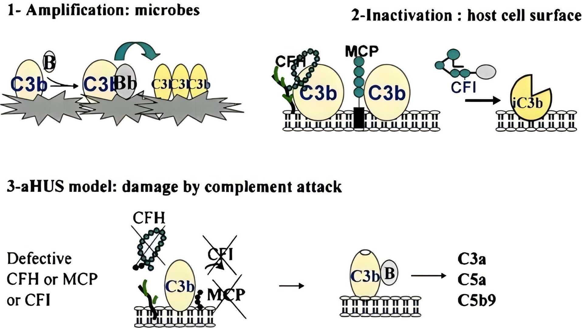 Fig. 1 Inefficient endothelial protection in aHUS amid complement activation. Complement activation leads to insufficient safeguarding of host endothelial cell surfaces, culminating in atypical hemolytic uremic syndrome (aHUS).