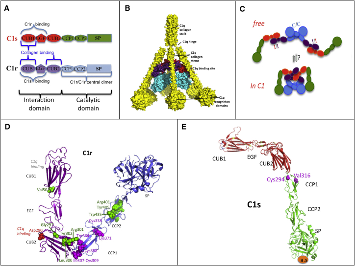 Fig 1. Schematic of the structure of C1r and C1s. (OA Literature)