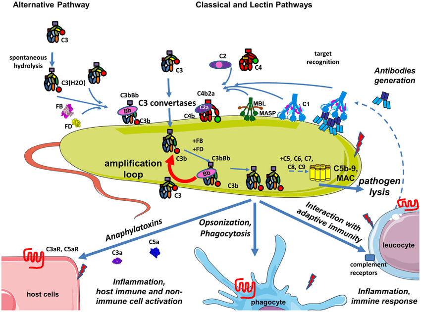 Fig 1. Schematic of complement during infection with a pathogen. (OA Literature)