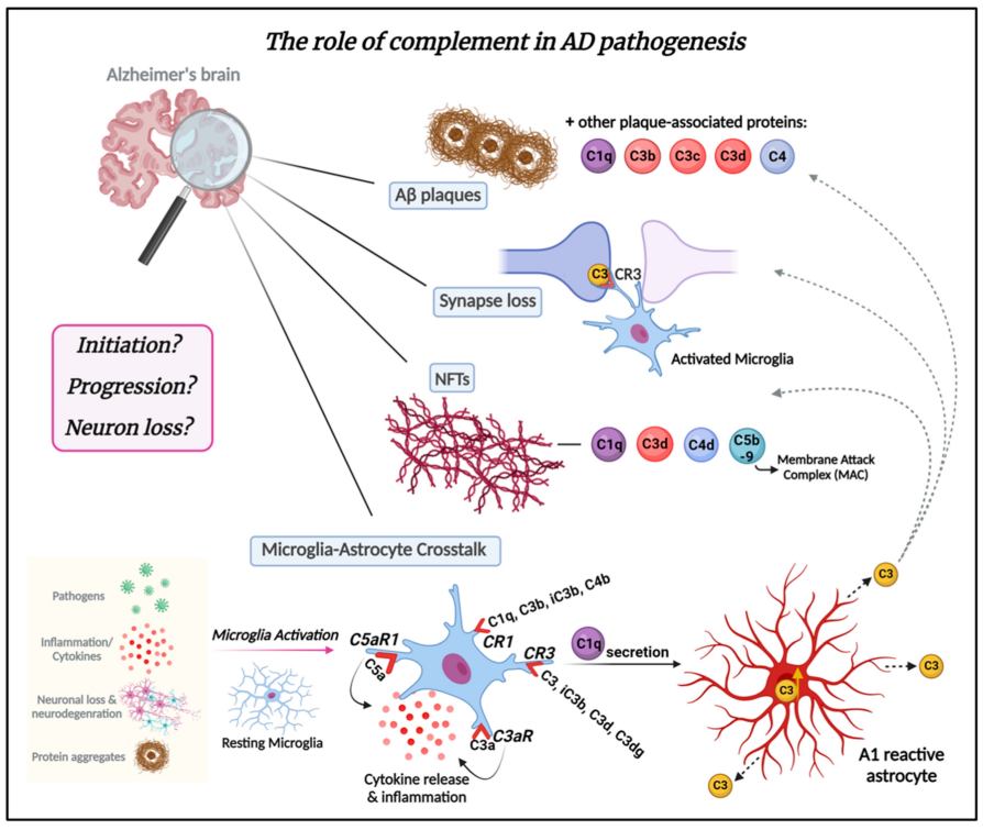 Schematic of the complement system in AD pathogenesis. (OA Literature)