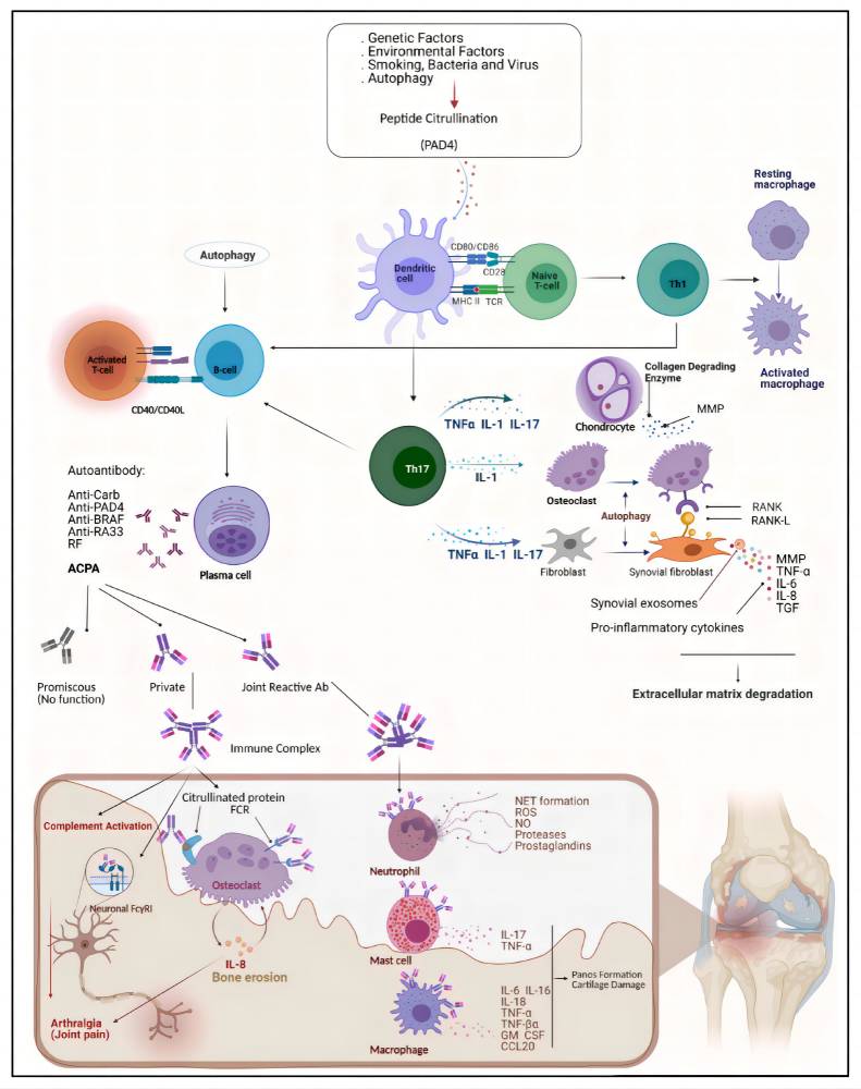 Schematic diagram of complement in the pathogenesis of various CNS diseases. (OA Literature)