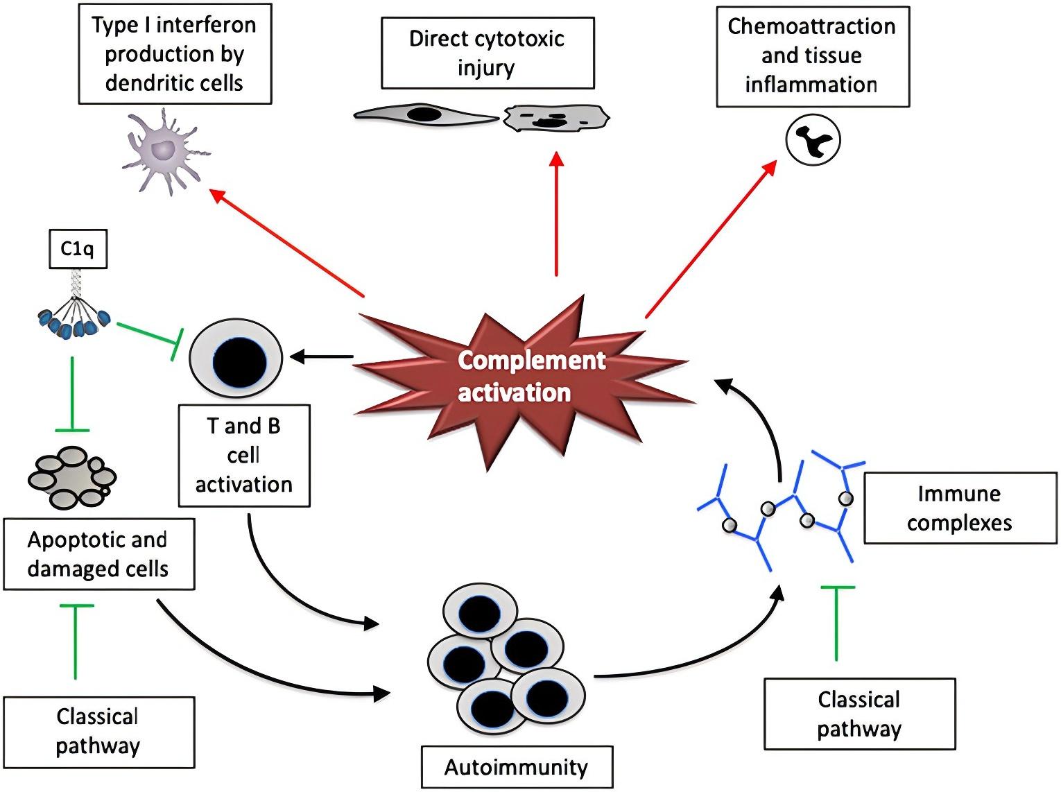 Schematic of the complement system plays a role in the pathogenesis of paradigmatic autoimmune disease. (OA Literature)