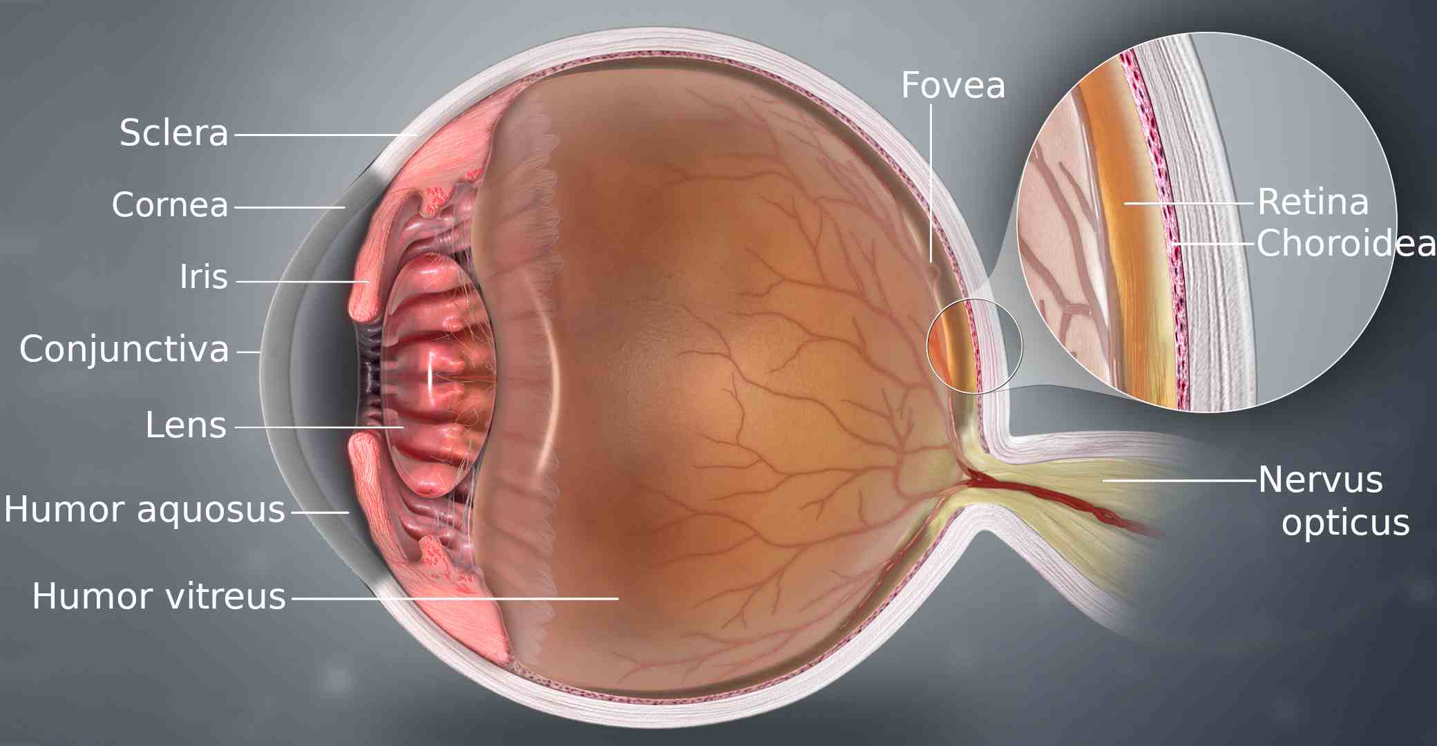 Schematic of a 3D medical animation eye structure.