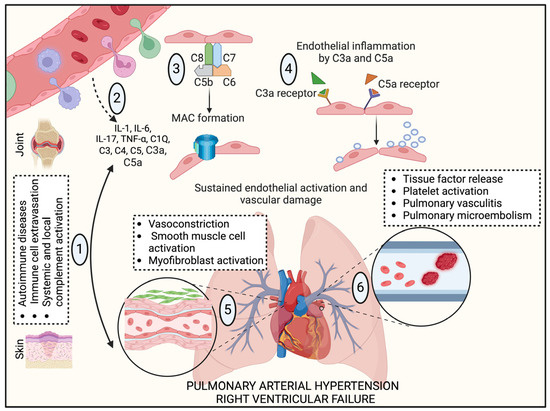 Schematic of autoimmune diseases and complement activation in the pathogenesis of PAH. (OA Literature)