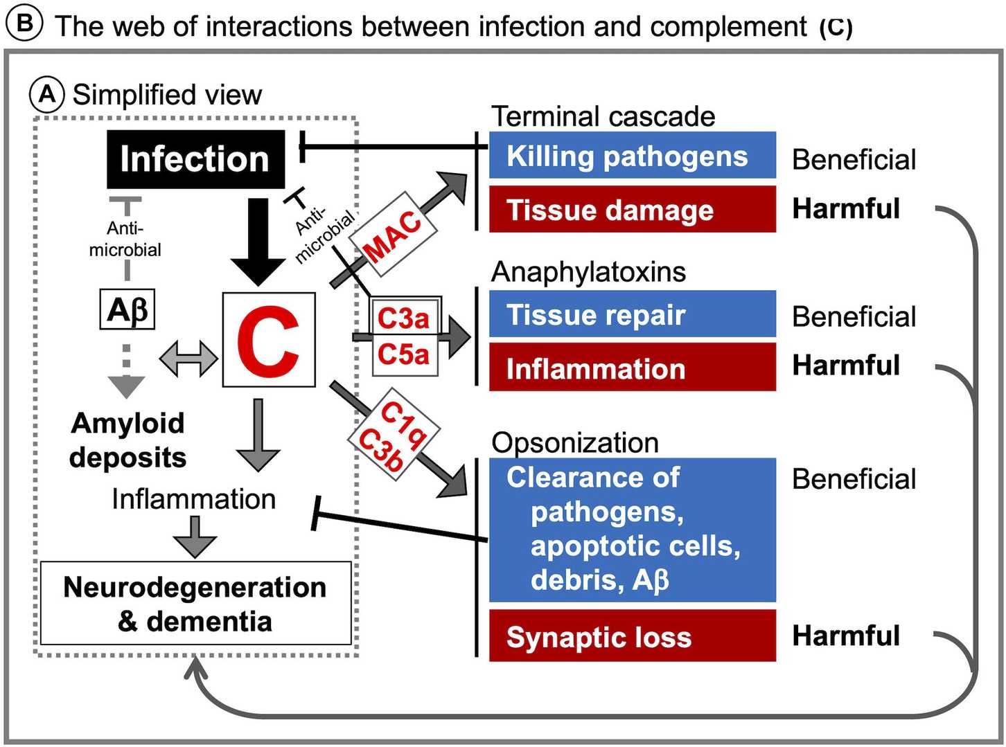 Fig. 1 Infection-induced complement activation in the CNS and potential links to neurodegeneration and dementia. (Shinjyo, Kagaya & Pekna, 2021)