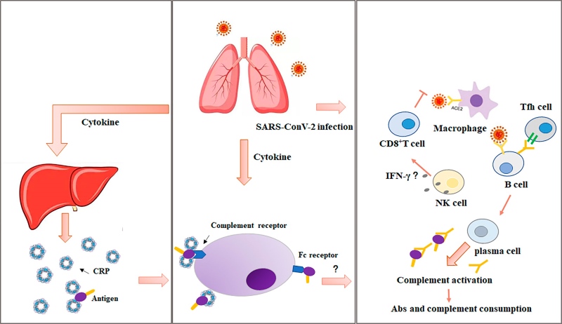 Fig. 3 The immune regulatory mechanism of CRP in the pathogenesis of COVID-19.