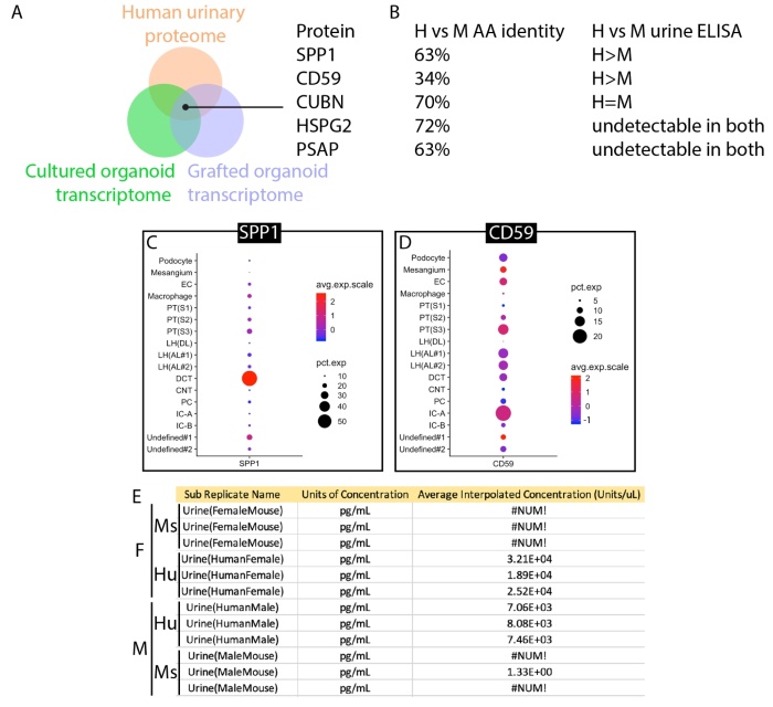 Identification of CD59 as a human-specific biomarker for the proximal nephron.