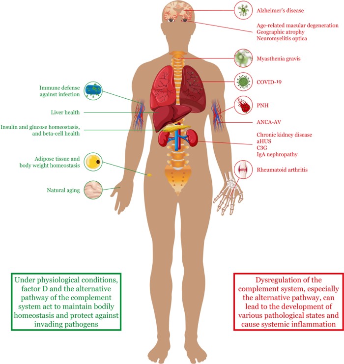 Factor D and the alternative complement pathway have been implicated in both healthy states and disease states.