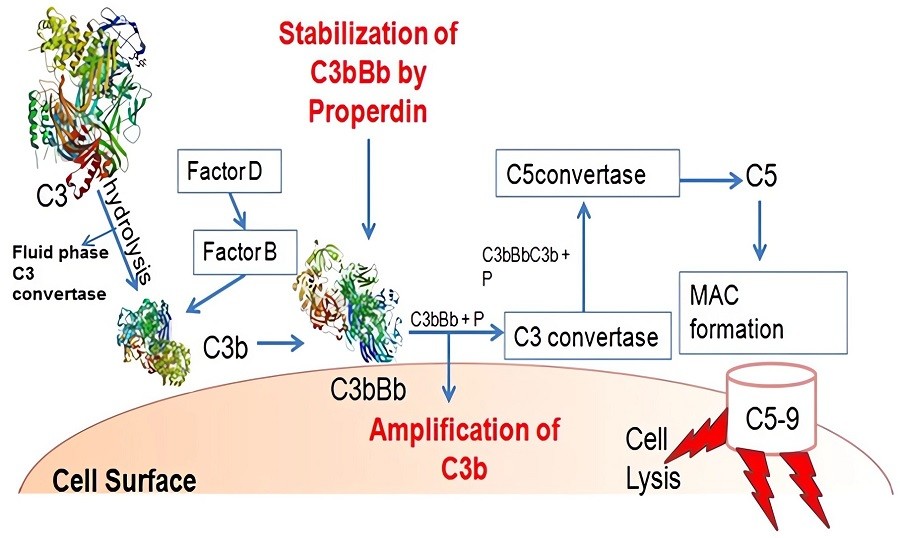 The different forms of Properdin/Factor P in serum: monomers, dimers, and trimers.