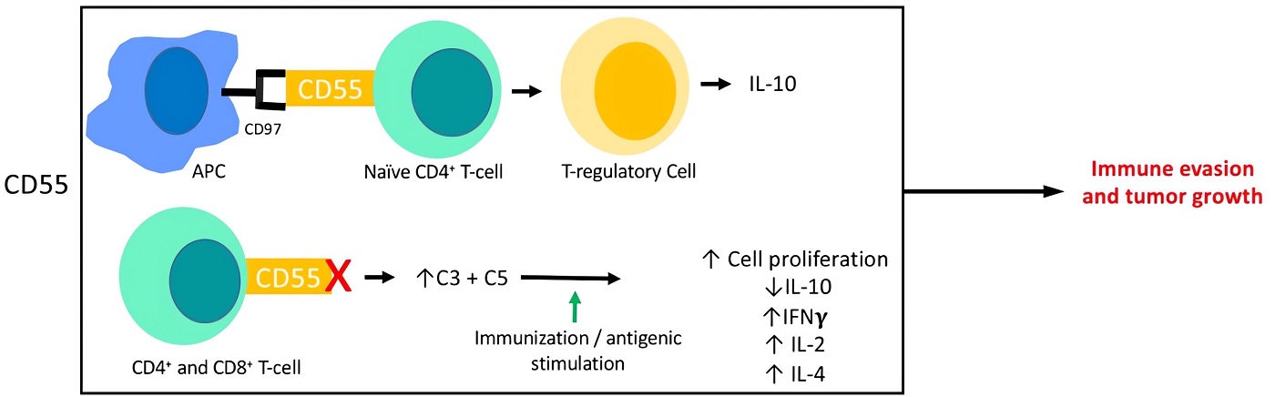 Summarization of CD55 interactions with adaptive responses, specifically T-cell responses.
