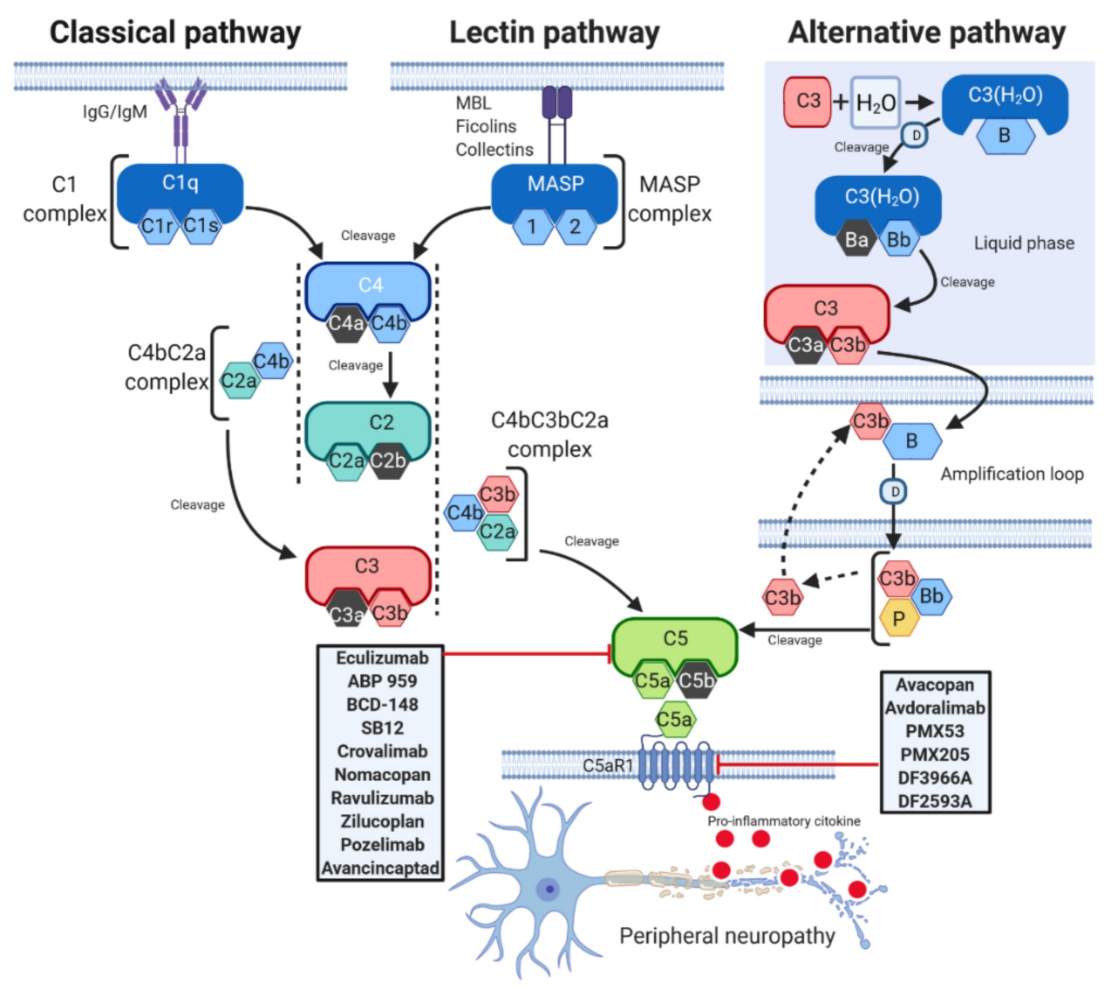 Fig 1. Schematic of C5a complement activation pathways. (OA Literature)