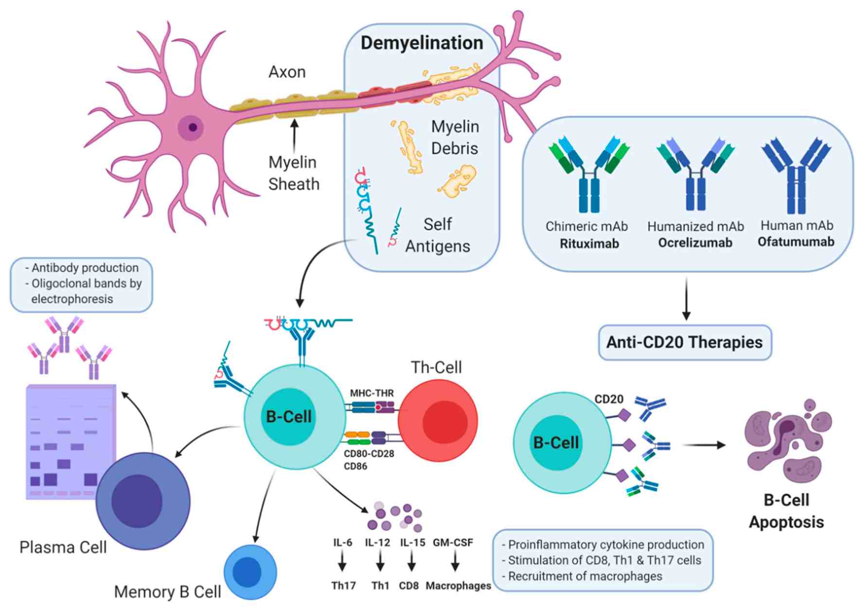 Fig 1. Schematic of three Anti-CD20 Antibodies. (OA Literature)