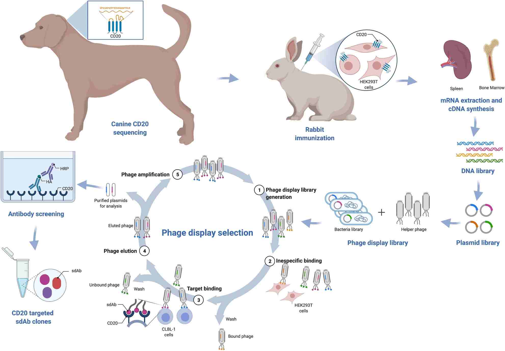 Fig 2. Schematic illustration of the adopted strategy for the development of rabbit derived sdAbs against canine CD20. (OA Literature)