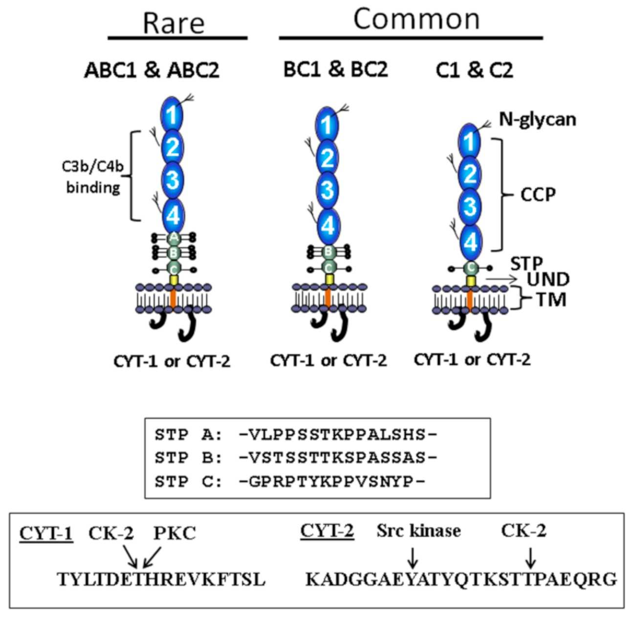 Fig 1. Schematic illustration of the structure of CD460. (OA Literature)