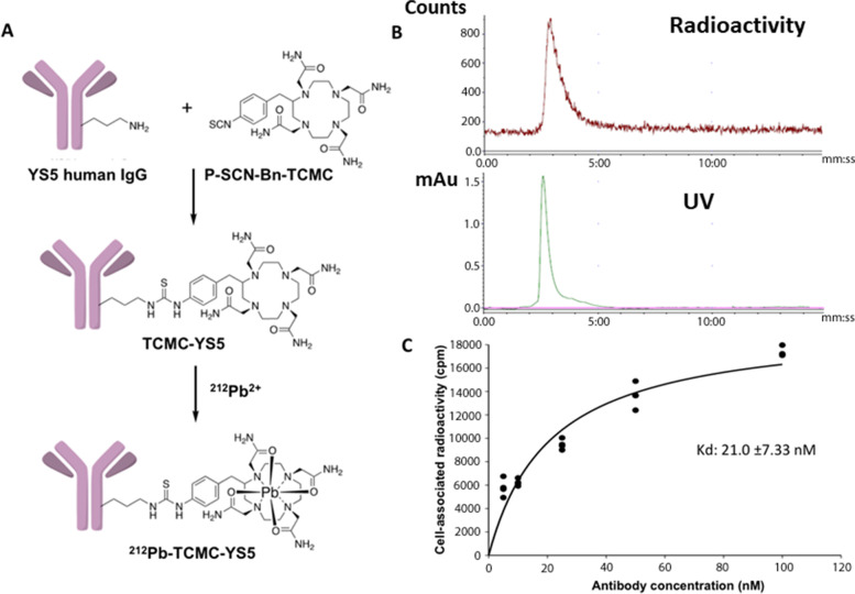 Fig 2. Schematic of synthesis of 212Pb-TCMC-YS5 and in vitro cell binding study. (OA Literature)
