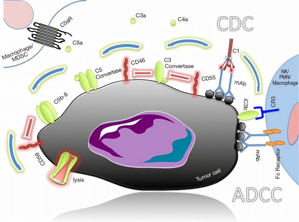 Complement-dependent Cytotoxicity (CDC) and Antibody-dependent Cellular Cytotoxicity (ADCC) of Tumor Cells. 