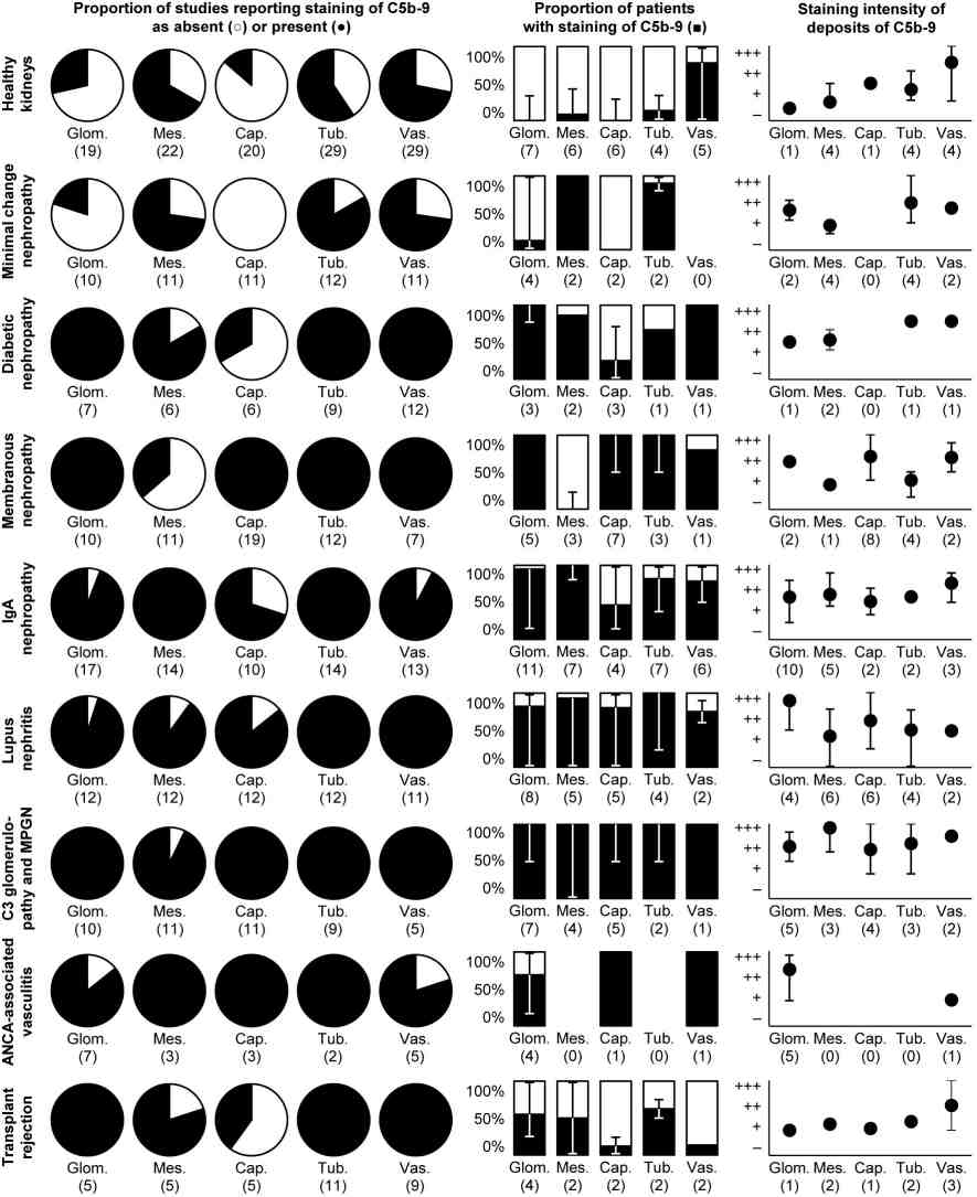 Deposits of C5b-9 in healthy and diseased human kidneys. (OA Literature)