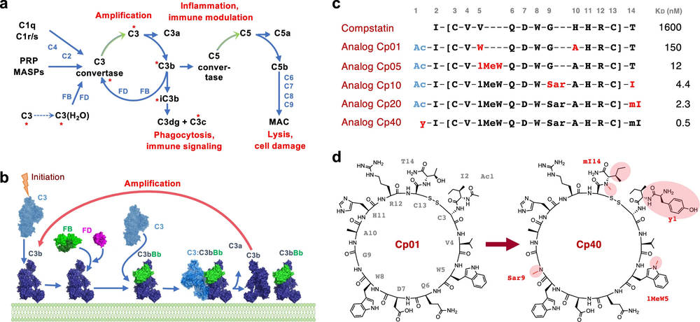 Fig.1 Schematic of complement mechanisms and compstatin-based inhibitor development. (OA Literature)