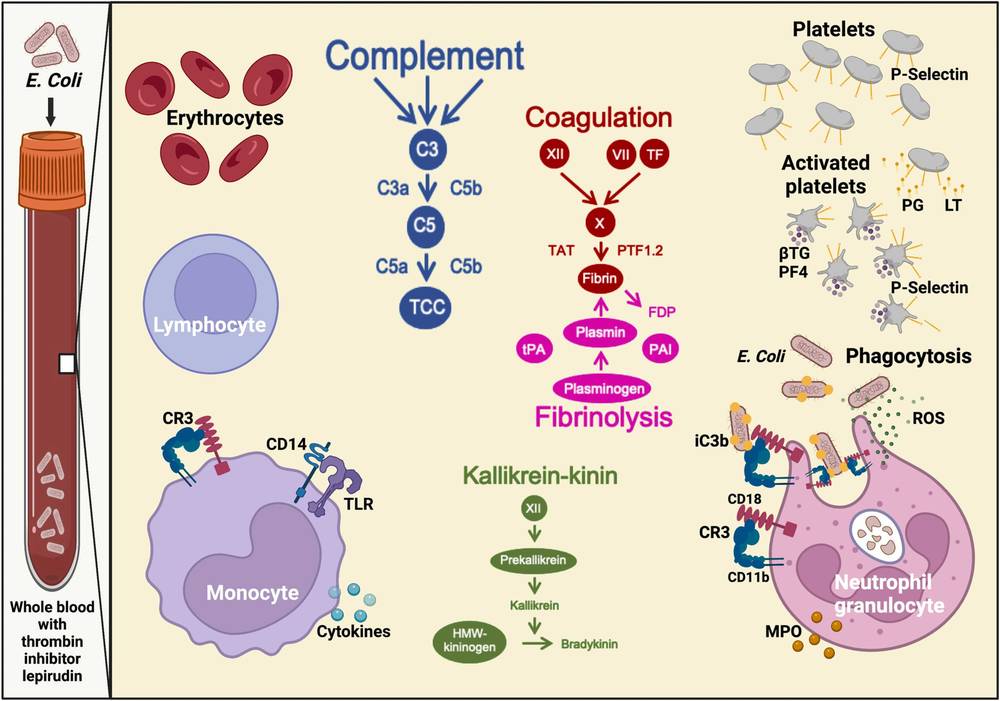 Fig.2 Schematic of the lepirudin-based human whole blood model. (OA Literature)